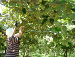 Kiwifruit, one of the main drivers of hort sector&#039;s success