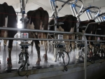 No end to dairy prices freefall