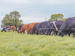 Fed up with the chore of moving electric fences, two Irish brothers came up with an easier way.