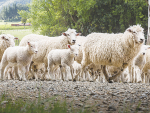 Handling sheep with care