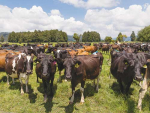 Managing autumn feed crops