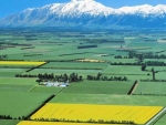 Canterbury plains.