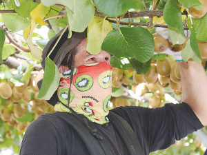Wet weather and the late maturity of the fruit has slowed down this season&#039;s kiwifruit picking.