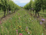 Cover Crops