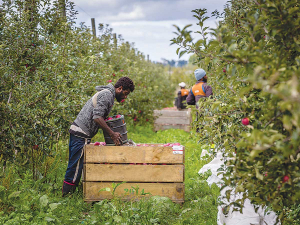 The horticultural sector is worried about finding sufficient labour to pick and pack the new season’s harvest.