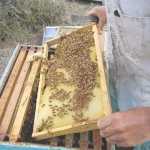 City hives a risk to bees