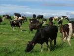 Making the most of milk quality consultation and dry cow therapy