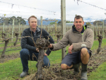 Trellis Trials: A case for Scott Henry in Sauvignon