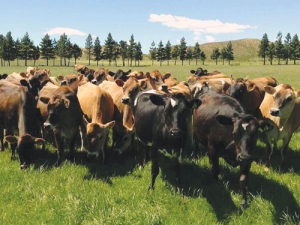 For young cows calving for the first time, the milking routine is new.