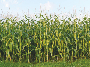 The maize planting window is quite wide.