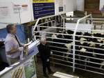 Livestock sales are still going ahead under COVID-19 restrictions.