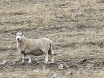 Dry weather classification expands to North Island