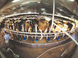 Slight dip in 2019-20 milk collection