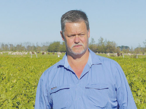 Lincoln University senior lecturer in livestock health and production Dr Jim Gibbs in a 5ha fodder beet paddock at the Silverstream Charolais Stud. 