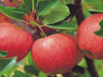 Apple and stonefruit industry members have welcomed MPI's decision to release the plants from containment. 