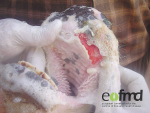 FMD symptoms in cattle blisters in the mouth and between hooves. Photo credit: European Commission for the control of foot and mouth disease.