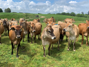 Herb Wuest&#039;s herd of Jersey cows will go on sale on 5th April.