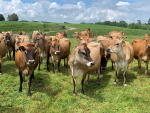 Herb Wuest's herd of Jersey cows will go on sale on 5th April.