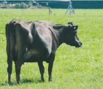 Split herd lifts milk yield and BCS