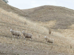 Statistics NZ says a drop in sheep numbers could be caused by the 2020 drought.