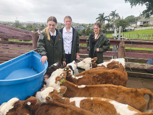  Mt Albert Grammar student Rose Young (on right) with Kaitlyn Sanders and Pippi Butterworth, attend to the job of feeding the calves at ASB MAGS Farm.