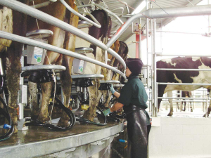 Commentators believe another factor contributing to the decline in prices could be increased milk production coming out of New Zealand.
