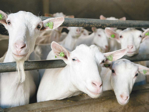 A common issue with goats is over-conditioning during the previous lactation, and during the period leading up to kidding.