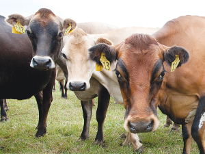 After calving, cows will be in the ‘colostrum mob’ for the first eight milkings before entering the milking herd.