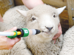 Drenching not only kills worms, but also gives a sheep’s immune system time to recover.