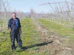 Leaning Rock Orchard manager Peter Bennie shows where a small number of trees had to be destroyed because of the import accreditation issue. 