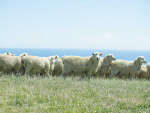 Heartland launches new online farm term loan
