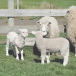Unusually lustrous lambs wanted
