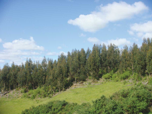 John Jackson believes the Government’s forestry policy risks turning NZ from a food bowl into a toilet bowl.