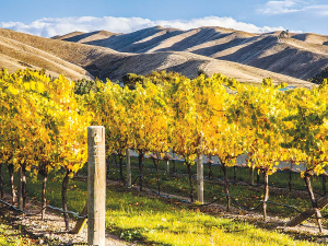 Wairau Aquifer decline