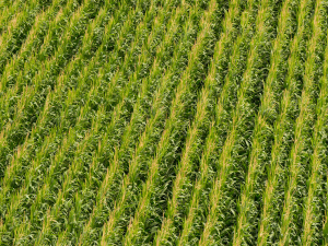 Maize seeds are large and are very resilient to weather fluctuations resulting in a wide planting window.