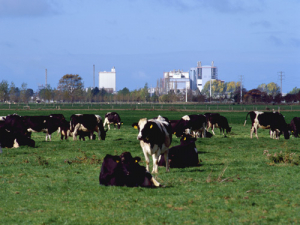 Dairy prices up