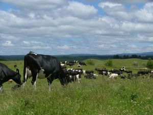 Barn dairy has bigger carbon footprint than pasture-based dairy