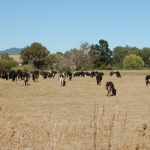 Challenges for agriculture as global warning challenges loom