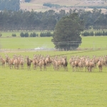 Commitment to deer clear