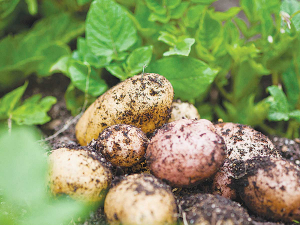 A new pesticide to combat parasitic worms in carrots, kumara, parsnips, and potatoes has been approved for use in New Zealand.