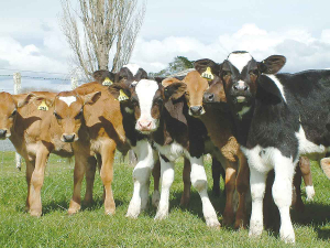 Massey University will be looking to further minimise the number of bobby calves born every year.
