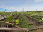 Kiwifruit orchard.