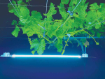 UV-C light in action, working on managing powdery mildew naturally.