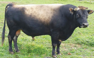 Carnmor Terrific OMEN is an A2A2 bull in Liberty Genetics’ Jersey Assure team.