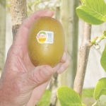 Kiwifruit case on hold