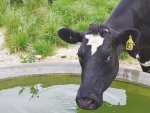 Studies have shown milk production can decrease by 10-20% if sufficient water is not supplied.