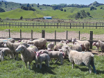 Camouflaged in the name of science, NZ farmers have truckloads of overreach ideology stuff dumped on them.