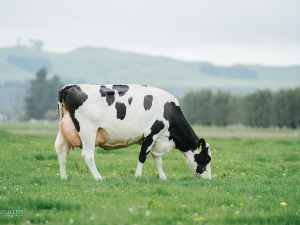 Busybrook ‘Pokerface’ S3F bred by Nathan and Amanda Bayne of Oamaru.