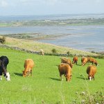 China eyes Irish beef