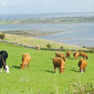 China eyes Irish beef